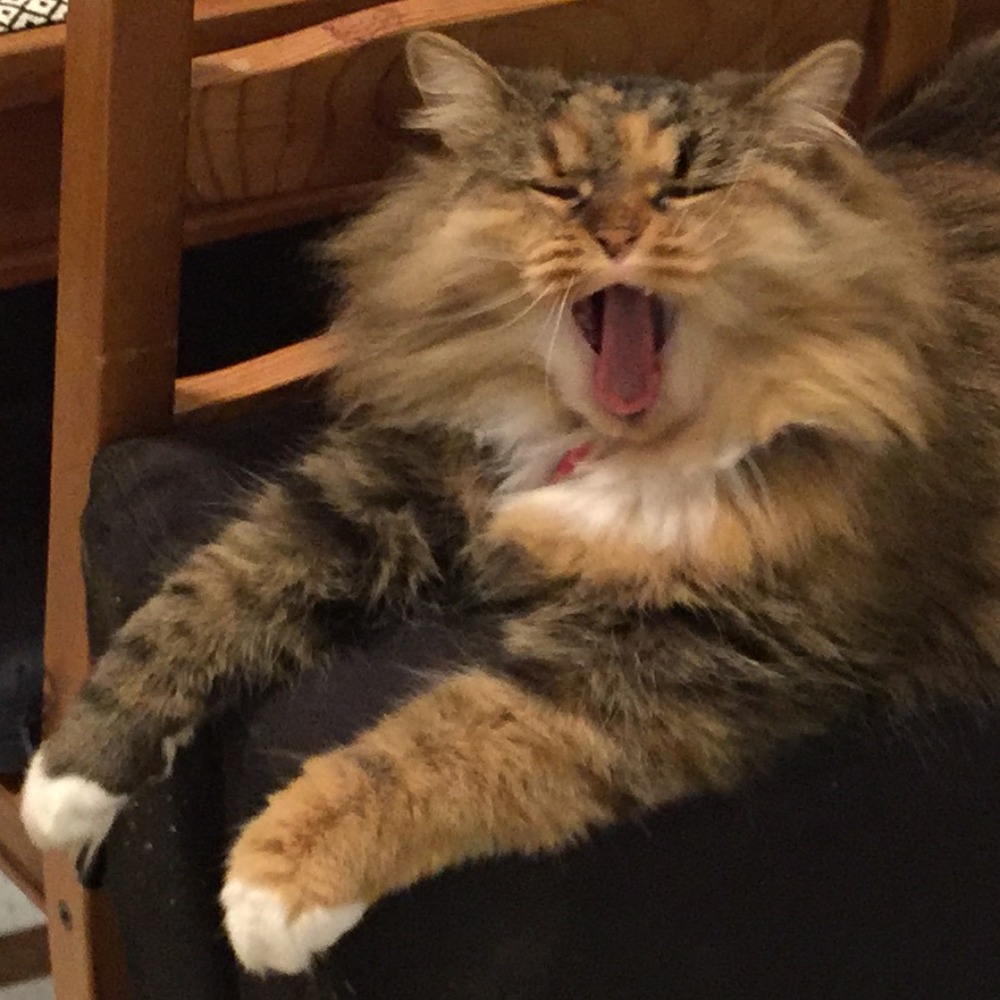 Meet your Posher, Amira